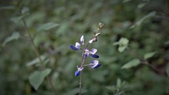 Lupinus montanus