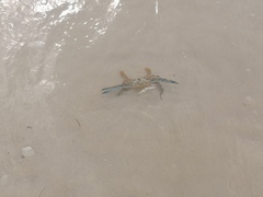 Callinectes marginatus