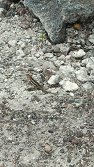 Microlophus albemarlensis