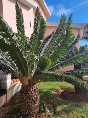 Encephalartos transvenosus