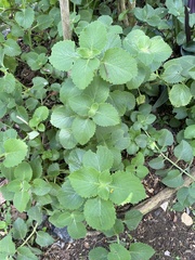 Coleus amboinicus