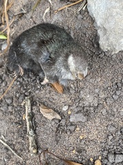 Chrysochloris asiatica