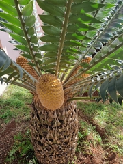Encephalartos transvenosus