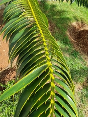 Encephalartos transvenosus
