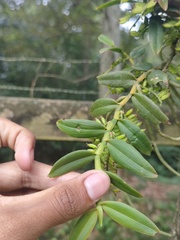 Campylocentrum micranthum