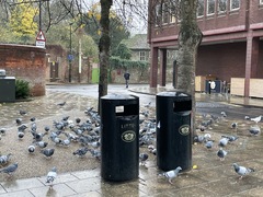 Columba livia domestica
