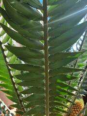 Encephalartos transvenosus
