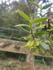 Campylocentrum micranthum