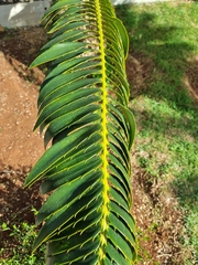Encephalartos transvenosus