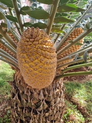 Encephalartos transvenosus