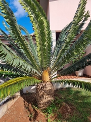 Encephalartos transvenosus