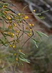 Denhamia cunninghamii