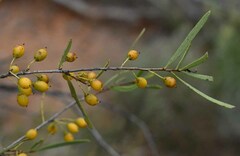 Denhamia cunninghamii