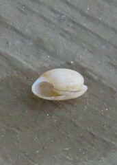 Bulla occidentalis