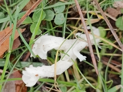 Clavulina rugosa