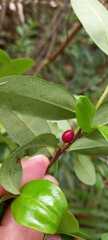 Erythroxylum umbu