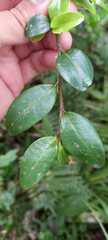 Erythroxylum umbu