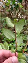 Erythroxylum umbu