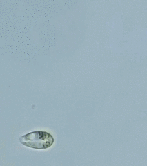 Notosolenus mediocanellatus