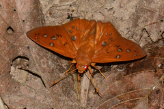 Dyscophellus sebaldus