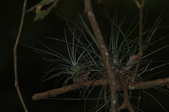 Tillandsia