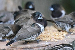 Spermestes cucullata scutata