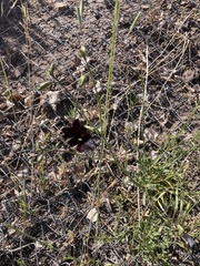 Salpiglossis sinuata