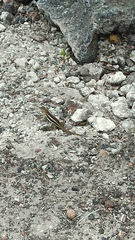 Microlophus albemarlensis