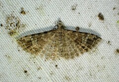 Alucita adriendenisi