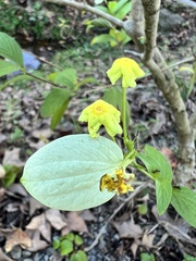 Pseudomussaenda flava