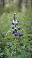 Lupinus montanus
