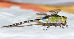 Anax guttatus