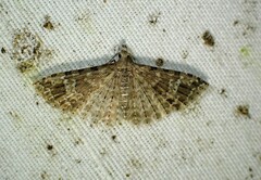 Alucita adriendenisi