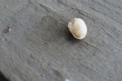 Bulla occidentalis