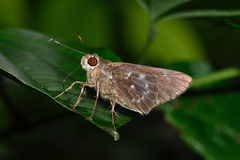 Naevolus orius