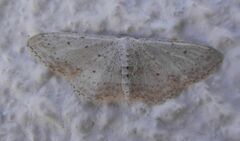 Idaea incisaria