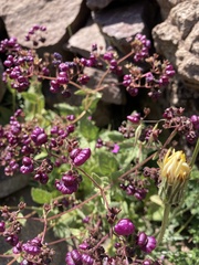 Calceolaria purpurea