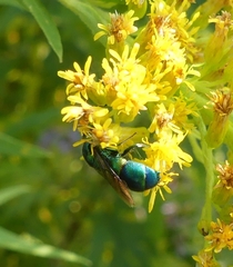 Chrysis ignita