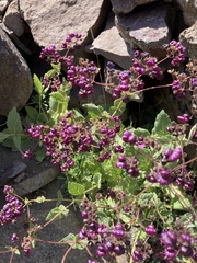 Calceolaria purpurea