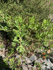 Escallonia illinita