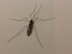 Amphineurus