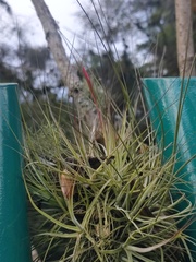 Tillandsia schiedeana
