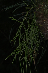Rhipsalis baccifera