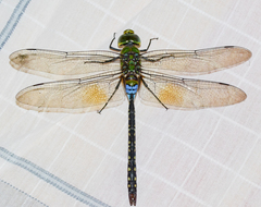 Anax guttatus