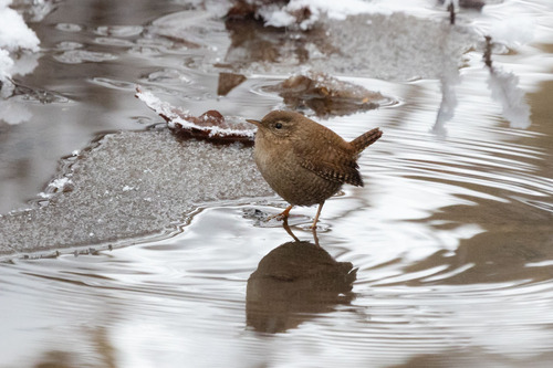 Chochín paleártico (Troglodytes troglodytes)