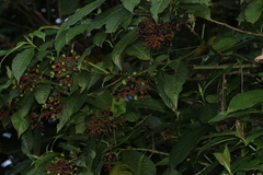 Palicourea padifolia