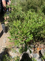 Escallonia illinita
