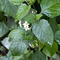 Solanaceae