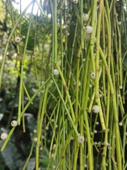 Rhipsalis baccifera