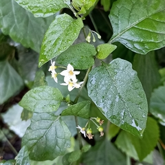 Solanaceae